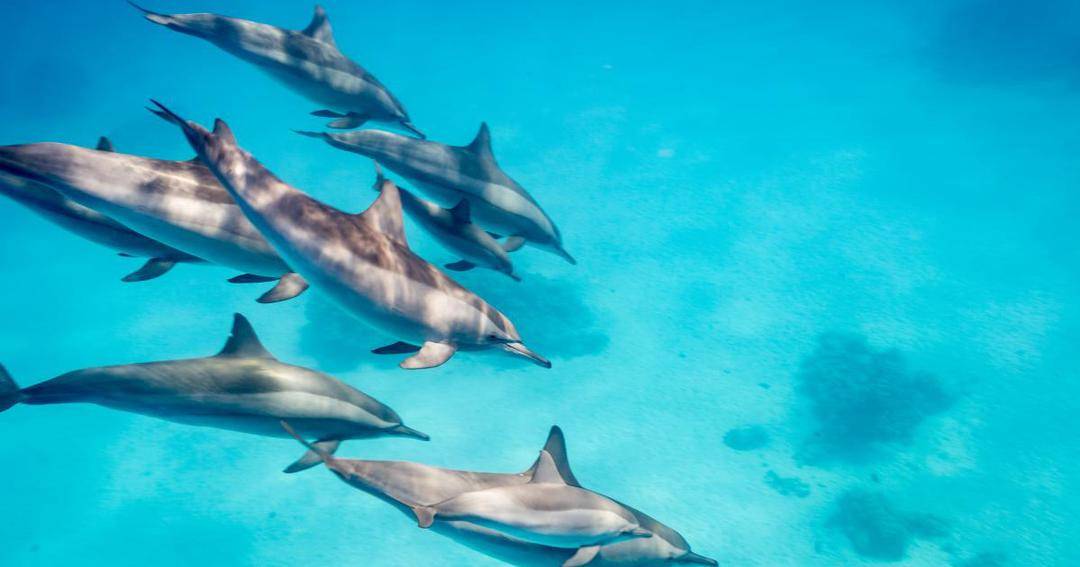 Oceana.org