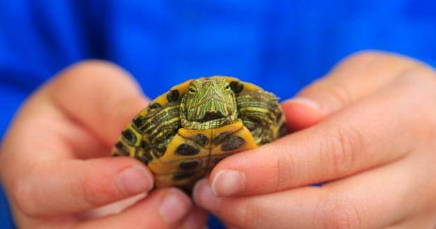 Freepik/Ziaurasouthwest