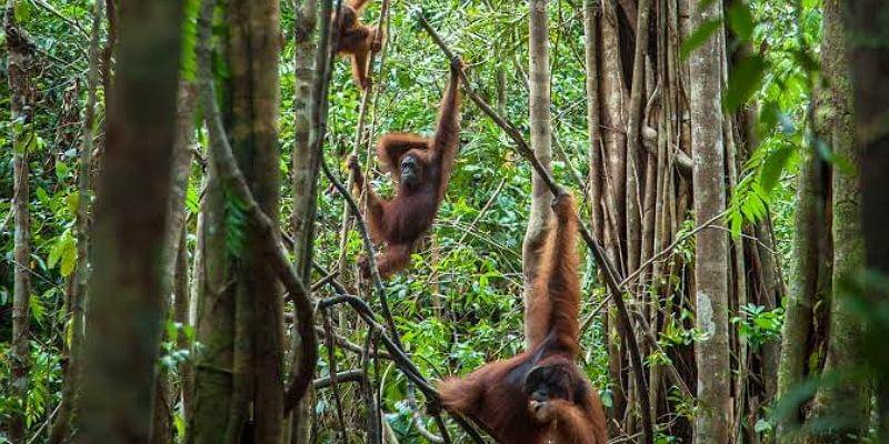 eia-international.org