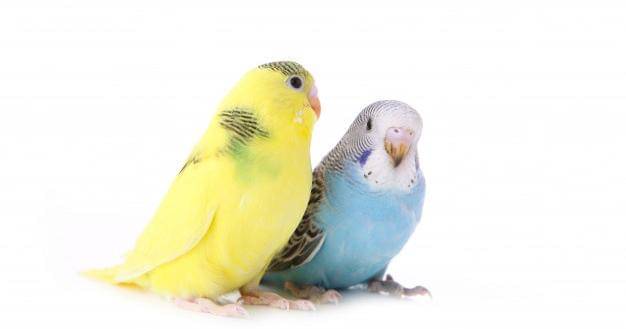 Freepik/User12952888