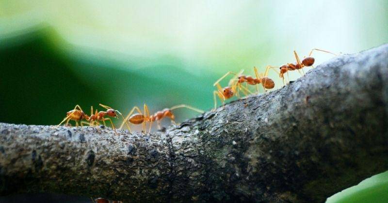 Pexels/poranimm-athithawatthee-284222