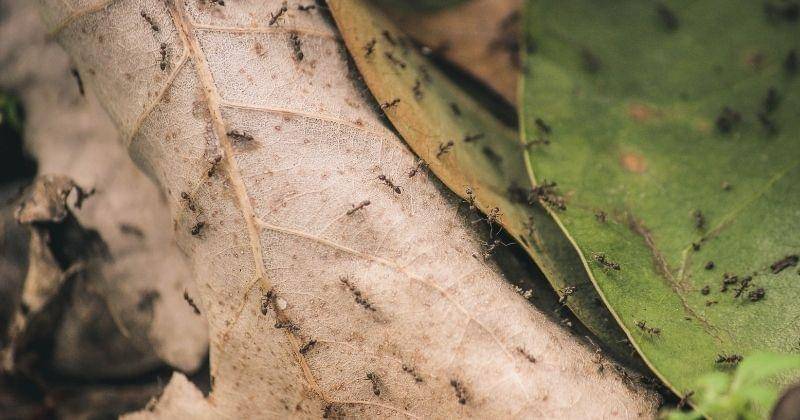 Pexels/heather-smith-46192