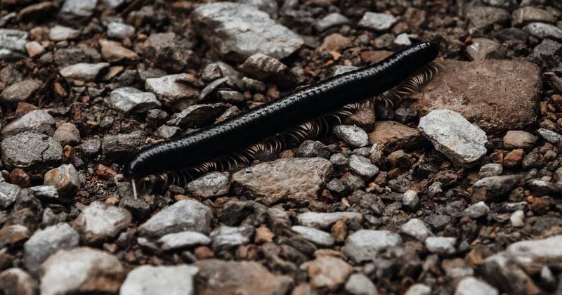 Pexels/Diego Concepcion