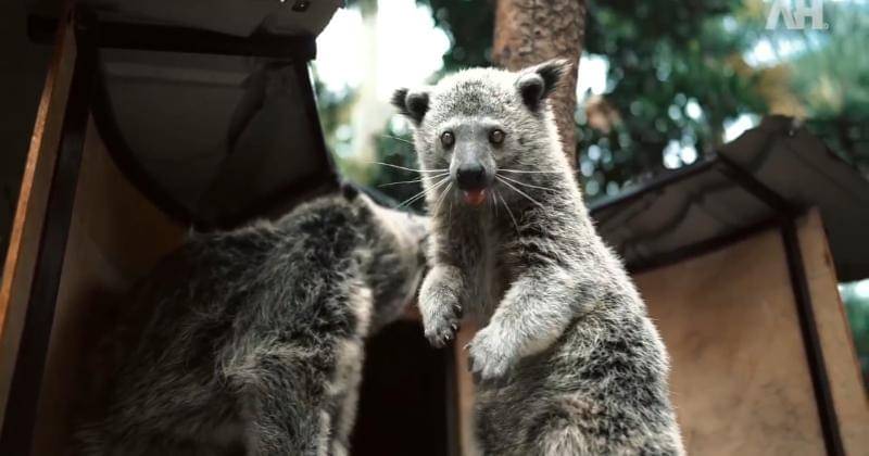 Youtube.com/Atta Halilintar