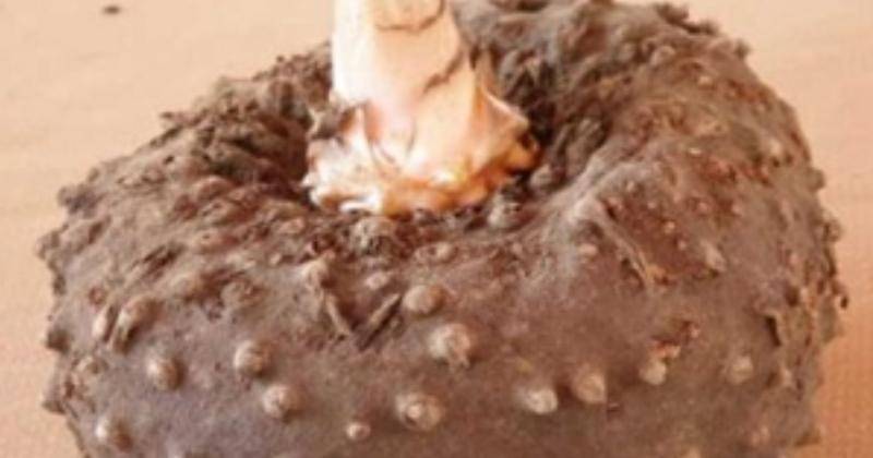 litbang.pertanian.go.id