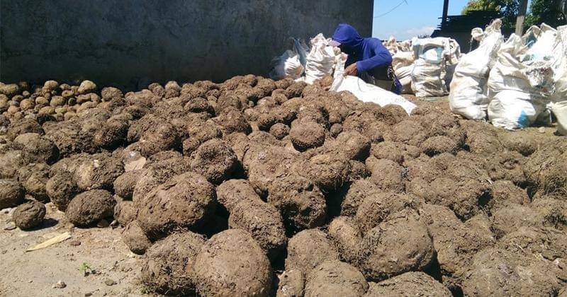 IDN Times/Nofika Dian Nugroho