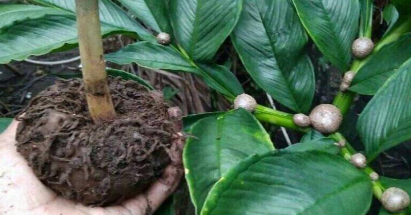 Instagram.com/petaniporangindonesia