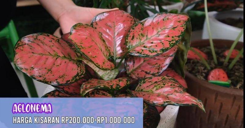 Youtube.com/TitidanTian