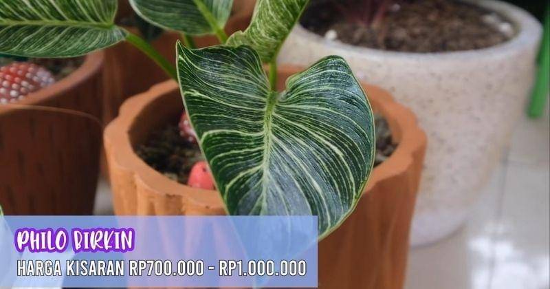 Youtube.com/TitidanTian