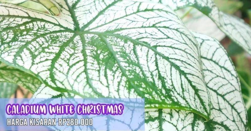 Youtube.com/TitidanTian