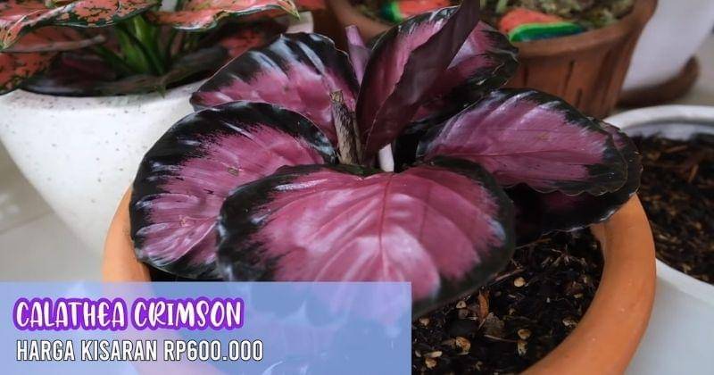 Youtube.com/TitidanTian