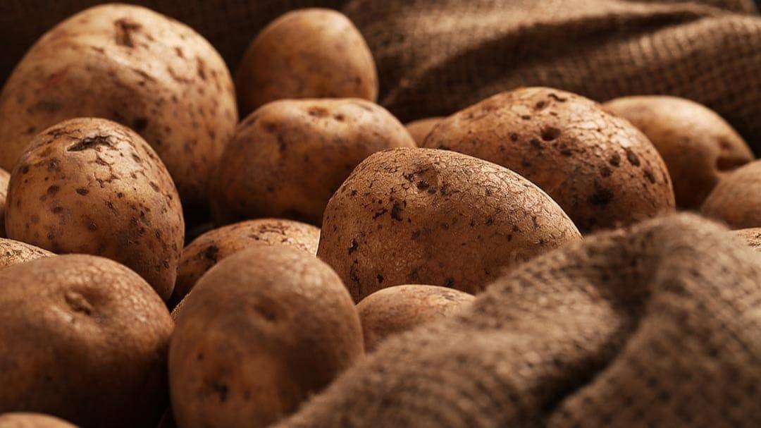 Freepik/Racool_studio