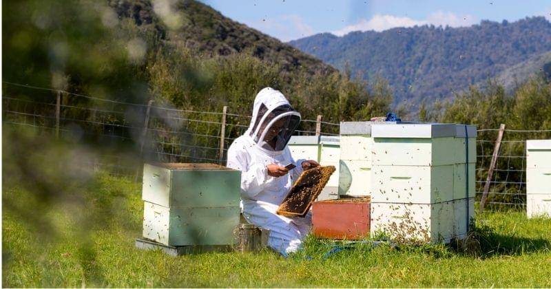 Dok. New Zealand Trade and Enterprise