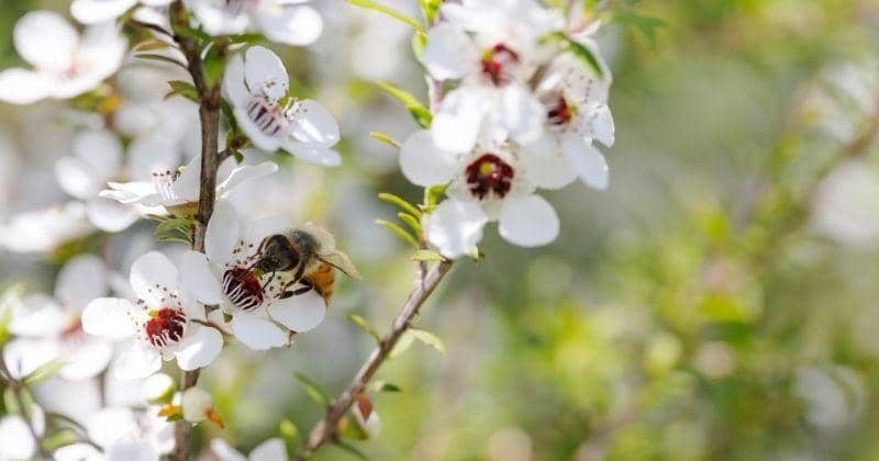 Dok. New Zealand Trade and Enterprise