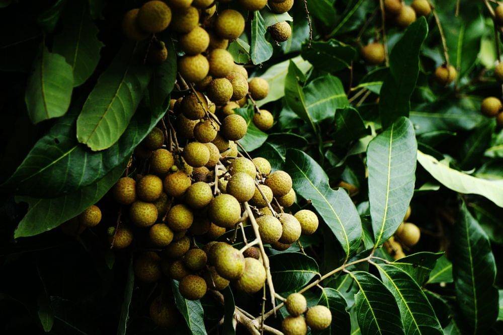 Kandungan Buah Kelengkeng untuk Kesehatan Ibu Hamil