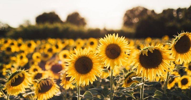 Unsplash/jordancormack