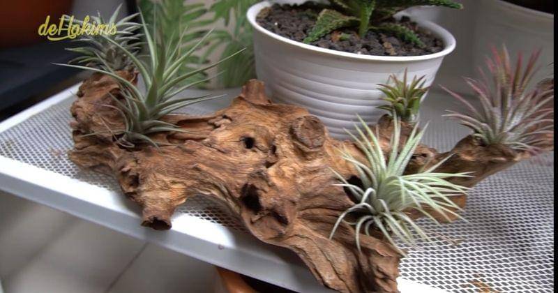 Youtube.com/deHakims