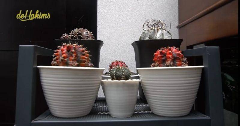 Youtube.com/deHakims