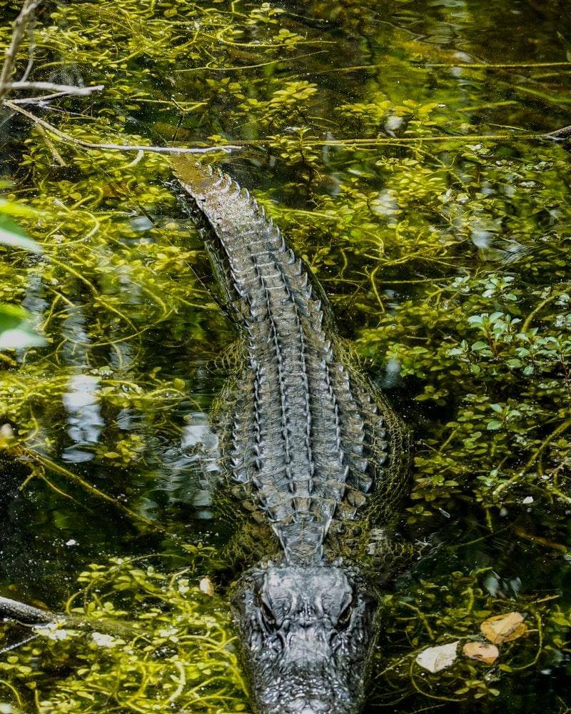 Pexels/henning-roettger