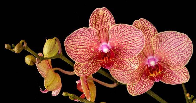 Unsplash/fotofloridian