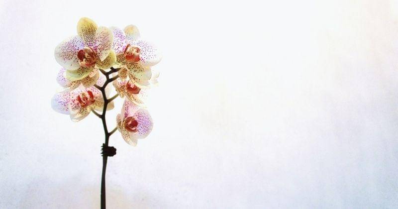 Unsplash/thomaskinto