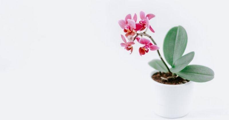 Unsplash/pawel_czerwinski