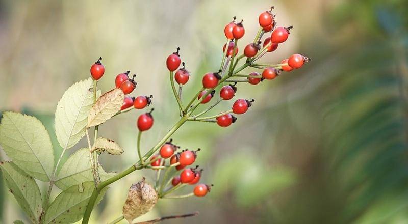 Pixabay/manfredrichter