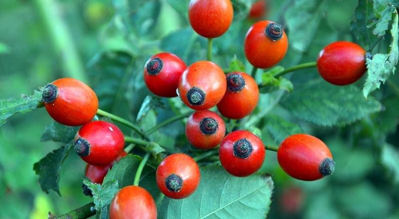 Pixabay/Peggychouchair