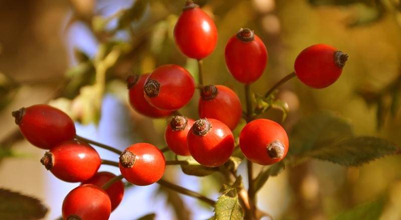 Pixabay/Peggychouchair