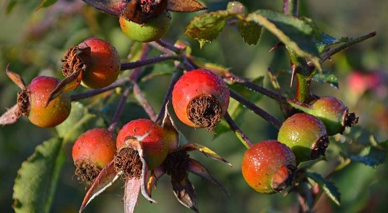 Pixabay/Peggychouchair