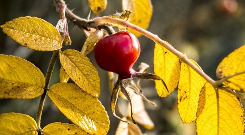 Pixabay/tim_jacob_hauswirth-12885882