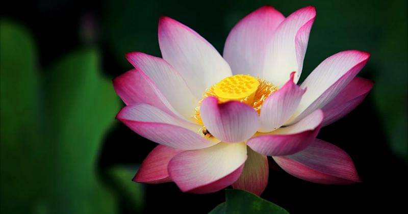 Pexels/Hiếu Hoàng