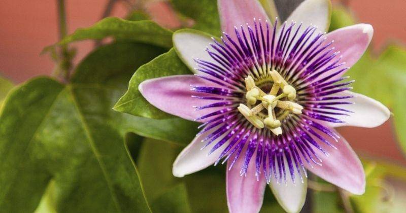 Gardeningknowhow.com