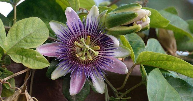 Unsplash/villena_francis