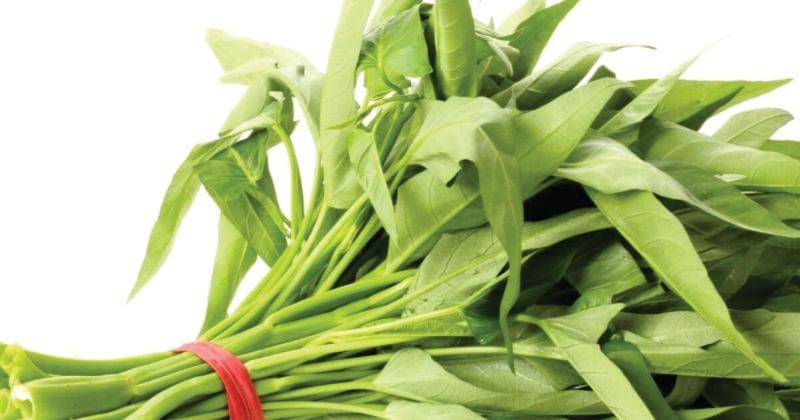 theseedcollection.com.au