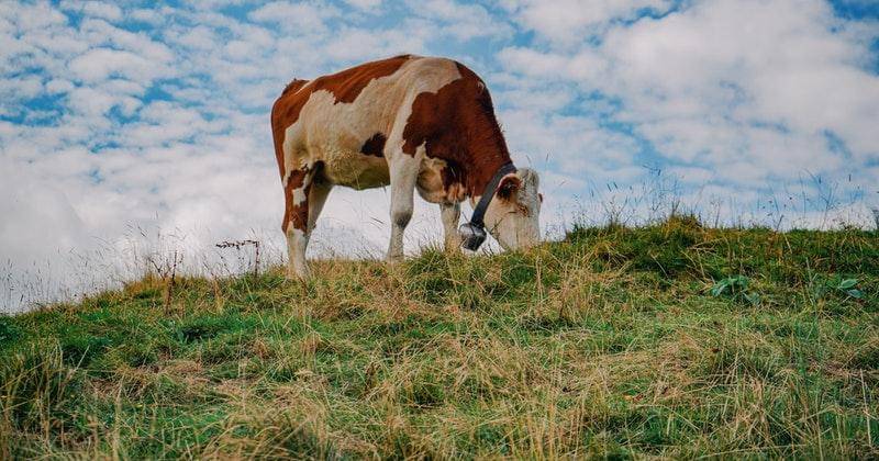 Pexels/alexander-dummer