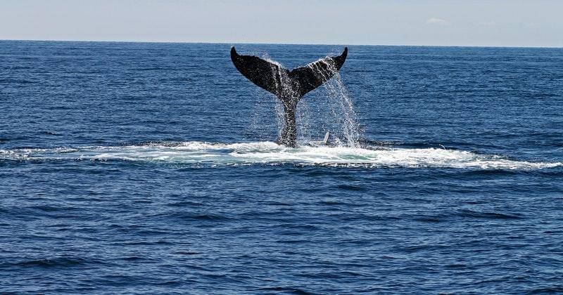 Pexels/andrea-holien