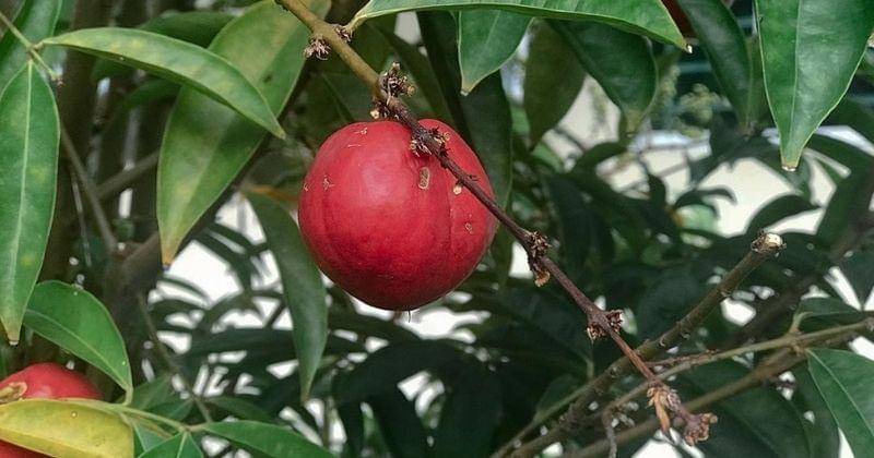 Dok Jovee - Shutterstock/BorneoRimbawan