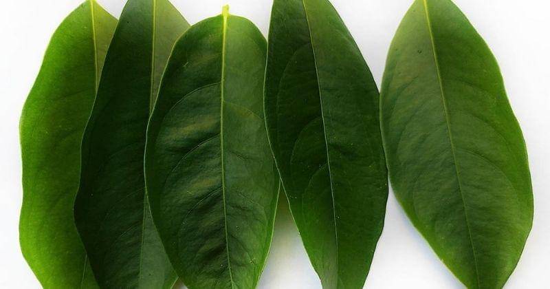 Dok. Jovee - Shutterstock/Zhakyah Sophian Rolly