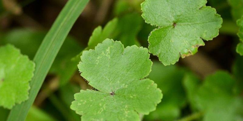 Pixabay/phuonghoangthuy