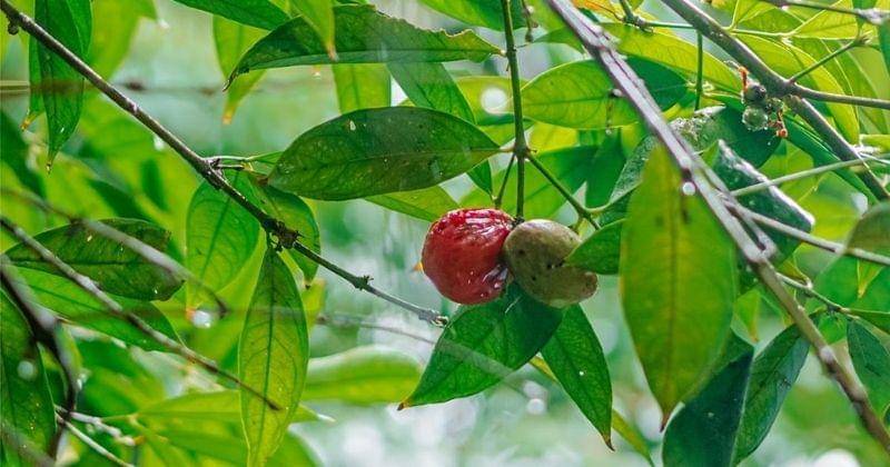 Twitter.com/IjoPondok