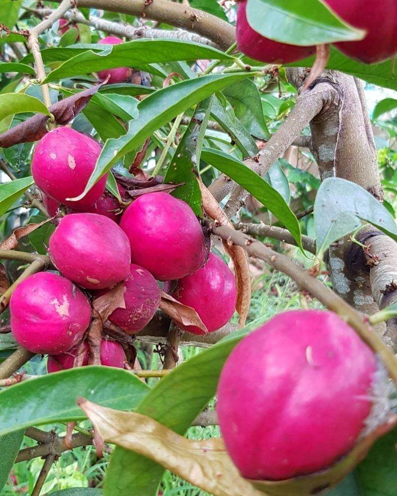 Twitter.com/RoslanMdTaha