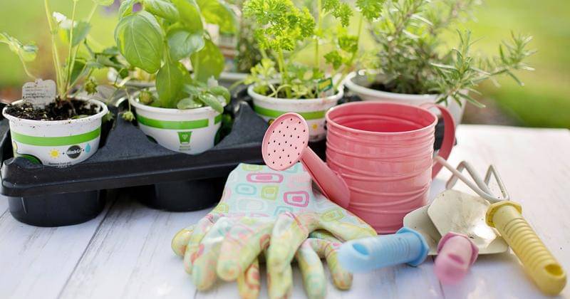 pixabay/Jillwellington