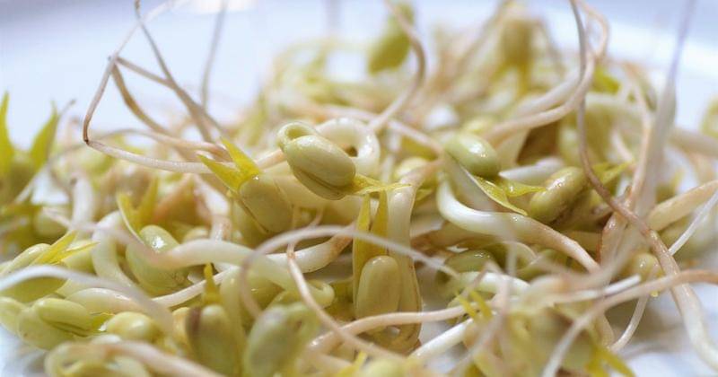 Cara Menyimpan Tauge di Kulkas