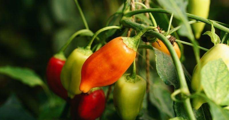 Unsplash/jeppevadgaard