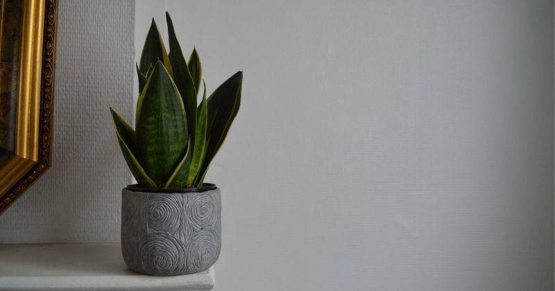 Unsplash/noyoplantes