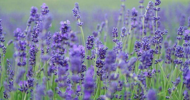 Unsplash/anniespratt