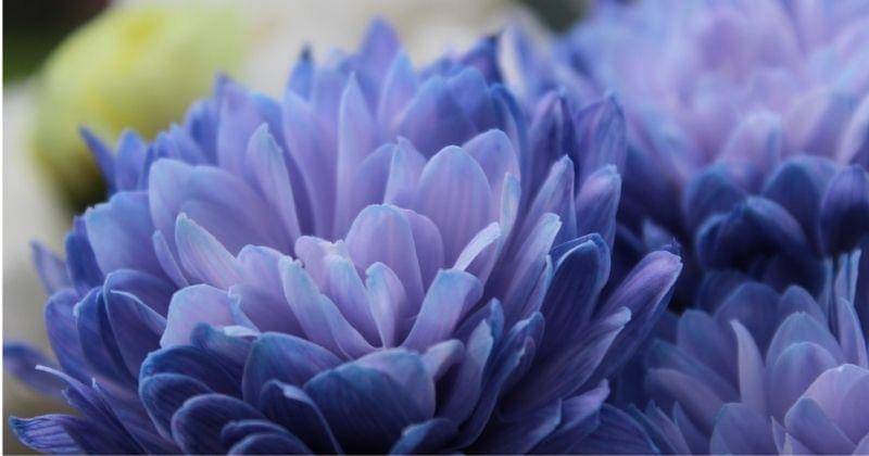 Unsplash/_jack_wilson_