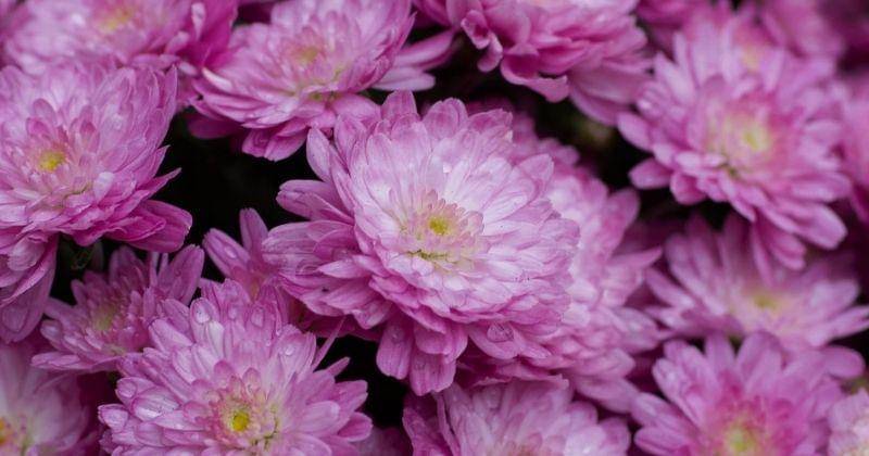 Unsplash/kaylamaurais