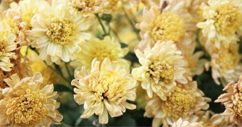 Unsplash/callumskelton